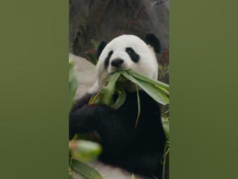 Protecting Pandas: Why These Adorable Creatures Are So Important for