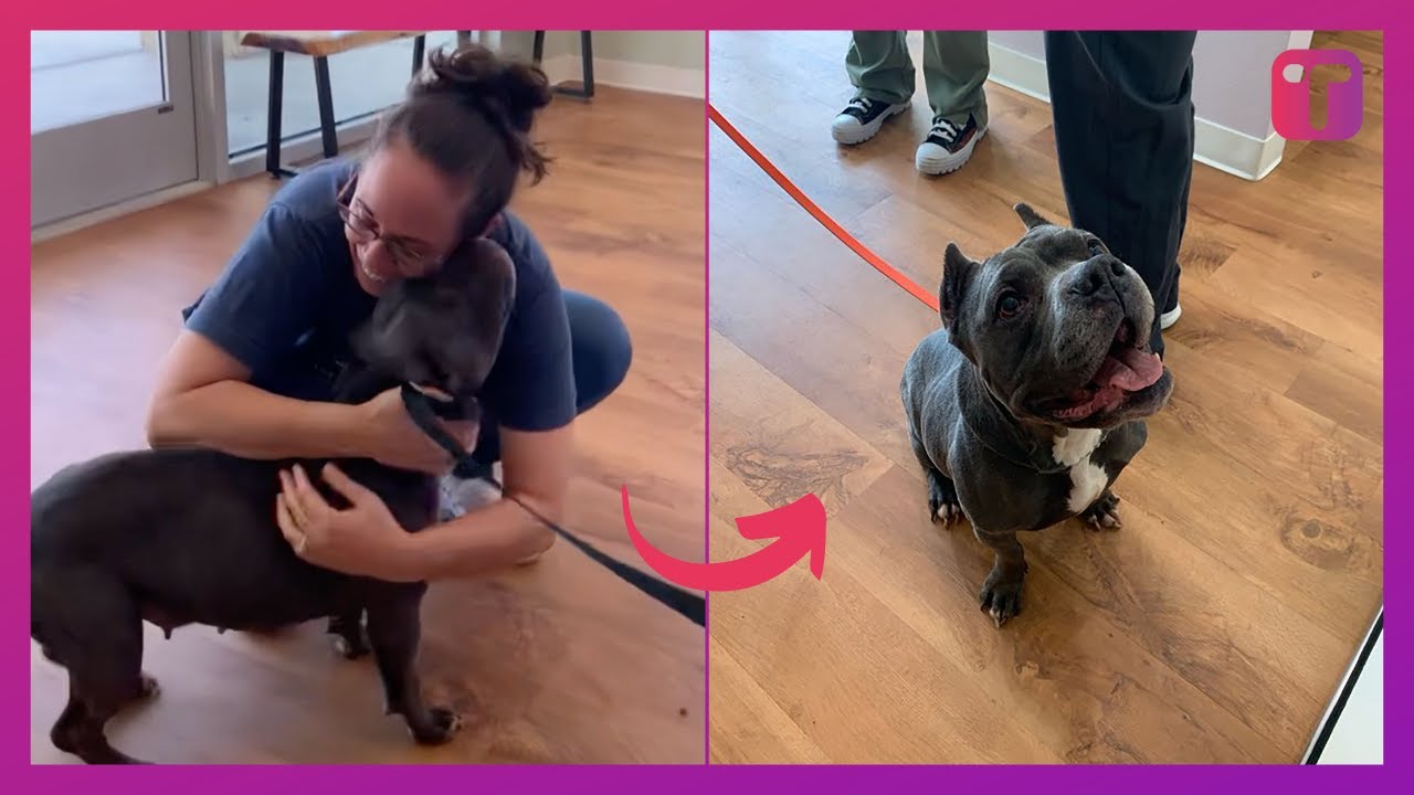 Dog Owner Has Reunion With Beloved Lost Pooch After Two Years Apart ...