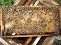 какие пчелиные матки лучше и почему - часть 2 - свищевые матки