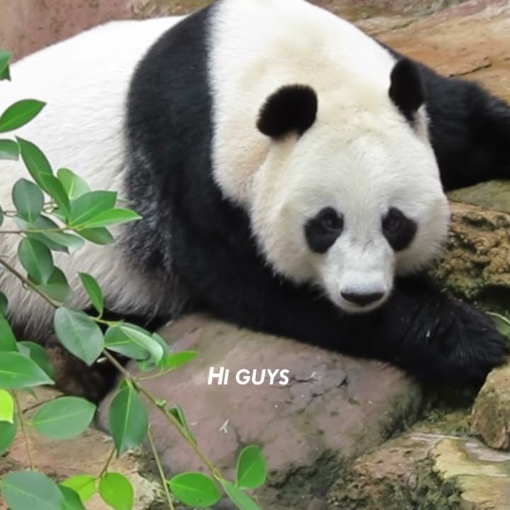 Taman Safari Panda Sanctuary Opening