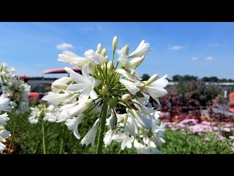Видео: Agapanthus Winter Hardy - Научете за Agapanthus Lily Студоустойчивостта