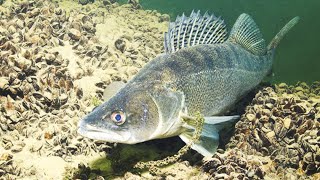 ЗРЕЛИЩНАЯ Рыбалка🎣 ЛОВЛЯ СУДАКА ЗИМОЙ на БЛЕСНУ и БАЛАНСИР Днём и Ночью. Подводная съемка