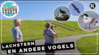 Lachstern en andere akkervogels op de Groningse stuwwal | TV | Vroege Vogels