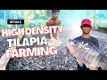 Hig.ensity tilapia fish farming with biofloc technology    100 