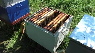 Подготовка пчелосемей к главному взятку.