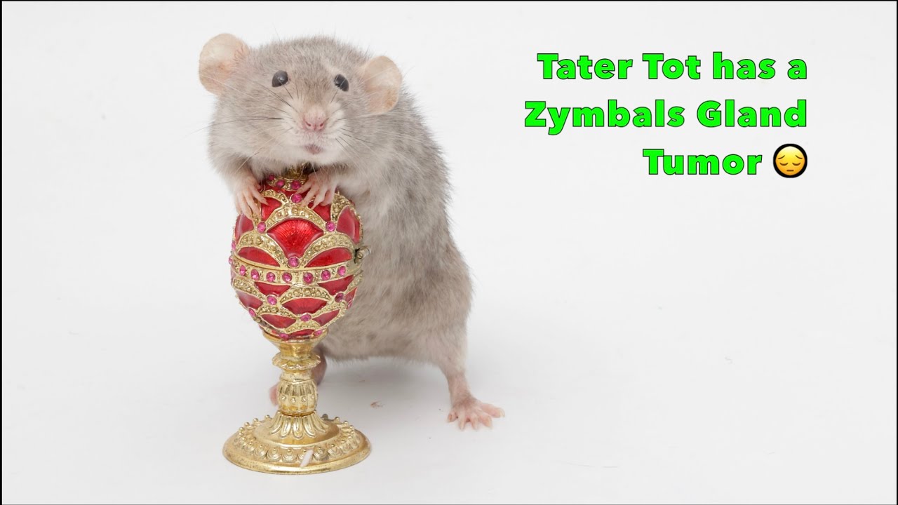 My pet rat Tater Tot has a zymbal's gland tumor 😔