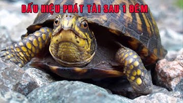 Sau 1 Đêm bạn sẽ PHÁT TÀI PHÁT LỘC nếu có những Dấu Hiệu Sau