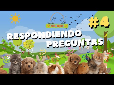 ¿Los Gatos Pueden Consumir Pan? - Respondiendo preguntas #4 | Vet-adom Puebla hqdefault