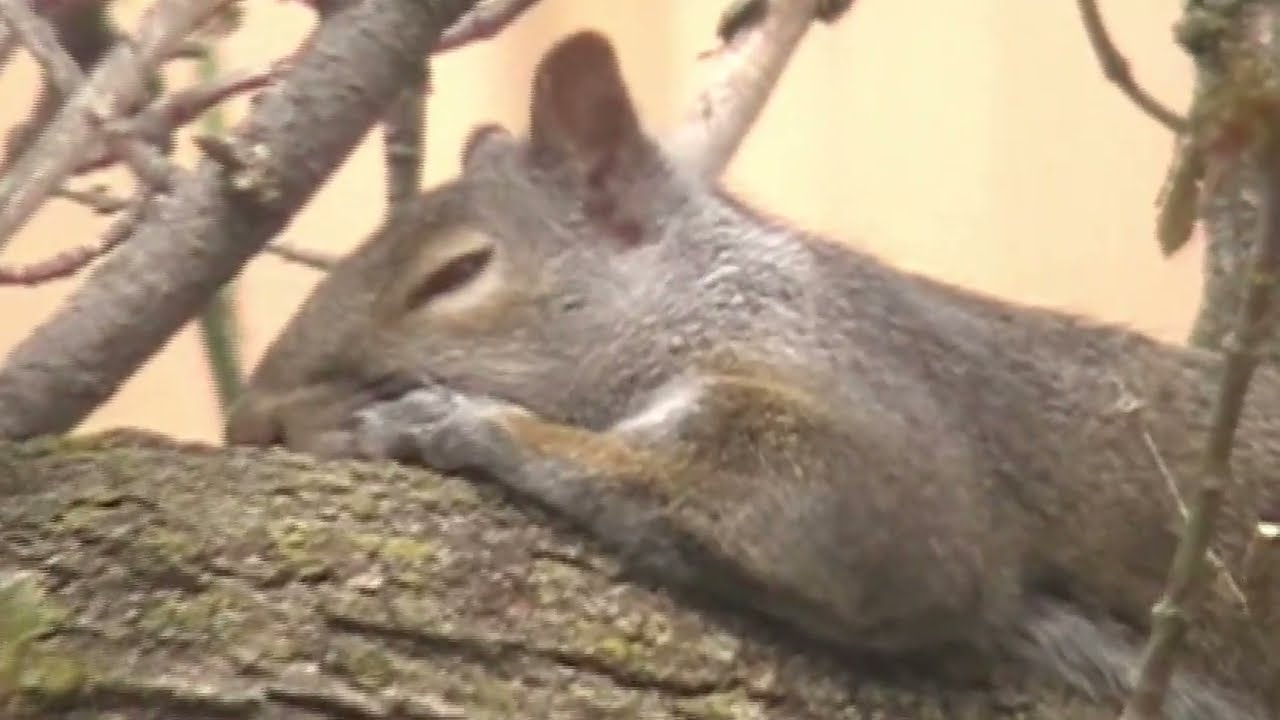 SQUIRREL RAIDS BIRD FEEDER