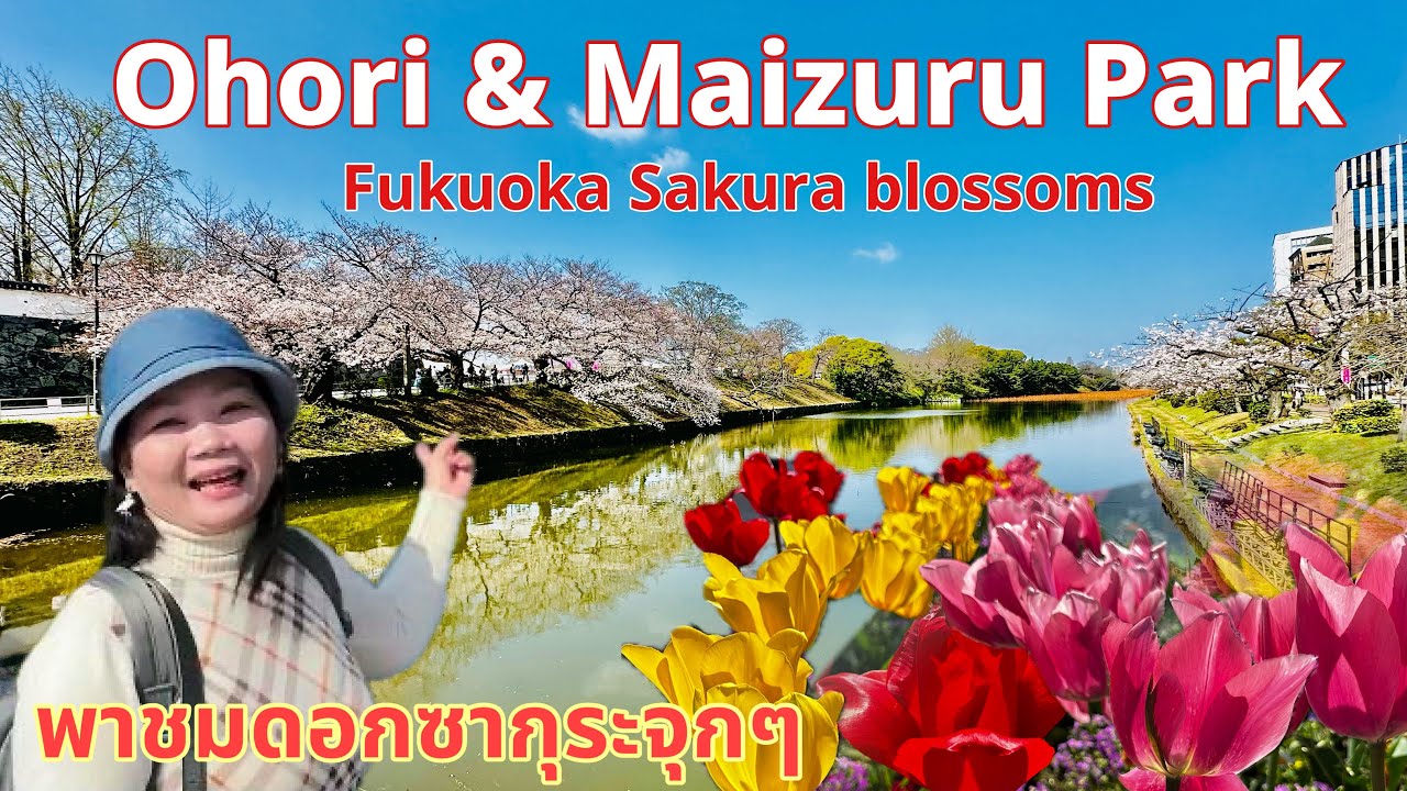 พามาชมซากุระสวยๆที่ฟุกุโอกะ ภูมิภาคคิวชู ล่าสุด 2024 ที่โอโฮริและไมซุรุพาร์ค ดอกทิวลิปบานสวยพอดีเลย