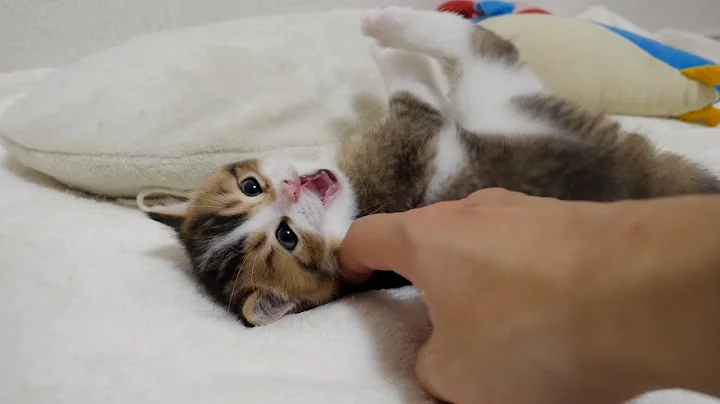 Watch the video about Kitten Nico is angry because owner is too persistent in his nosiness.