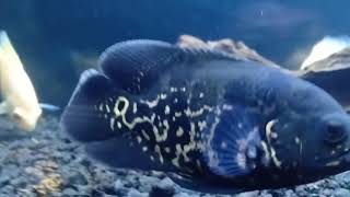 Tips perawatan ikan oscar dari anakan/baby agar meminimalisir kematian