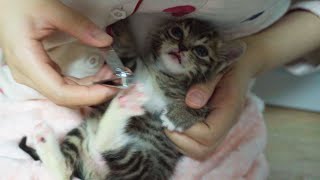 A Kitten vs Nail Clipper