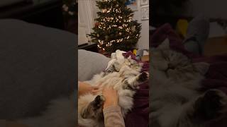 Bestest fluffy day ever!