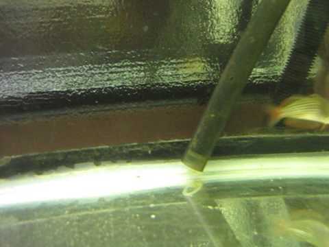Melanotaenia maccullochi