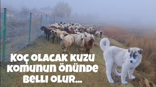 3Yaşinda Çoban 3Aylik Koyun Hastasi Zalo Kizi 