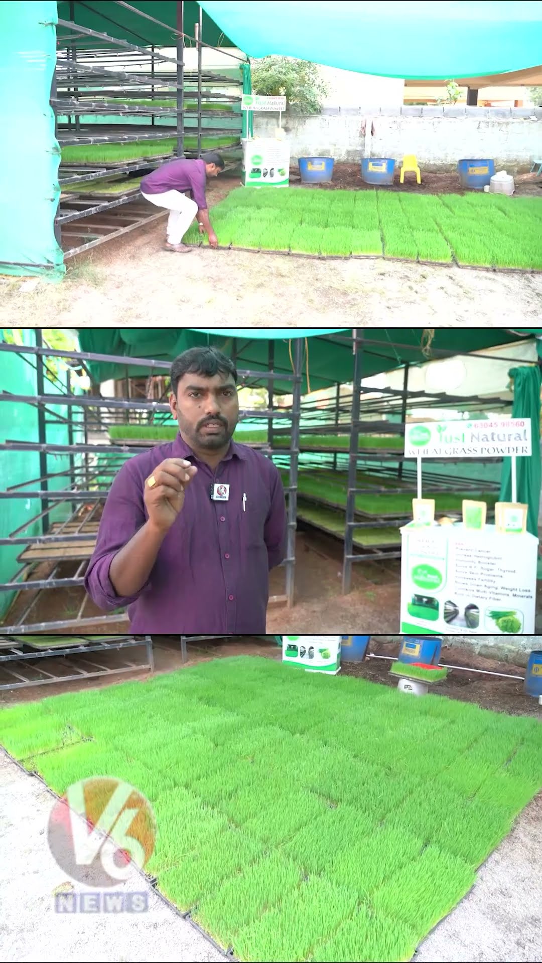 Wheat Grass Farming | Wheat Grass Juice Health Benefits | Wheat Grass Powder \u0026 Soaps | V6 Shorts