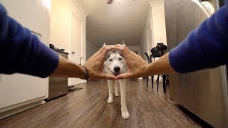 Siberian Husky Tries The Snoot Challenge!