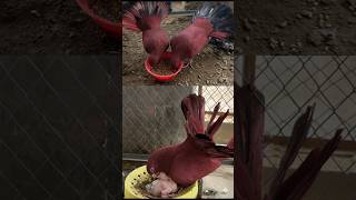 Story off my fantail pigeon #shortvideo #minivlogs #youtubeshort #kabutar