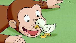 Curious George 🐵 A Monkey's Duckling 🐵 Kids Cartoon 🐵 Kids Movies | Videos for Kids image