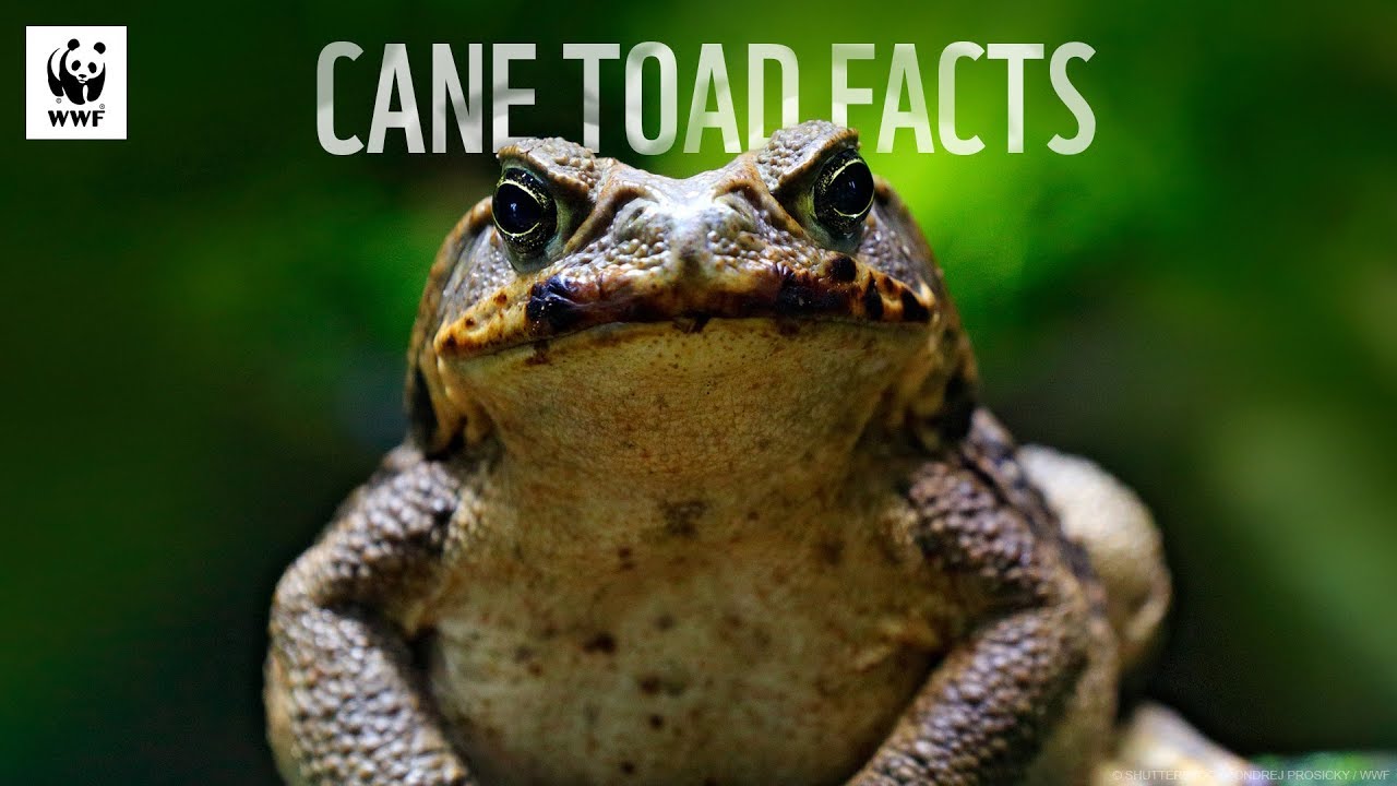 10 Facts about cane toads – WWF-Australia