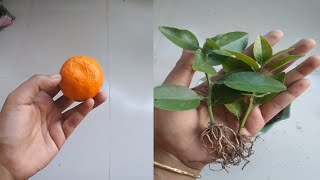 How to grow orange tree from seeds/কমলার বীজ থেকে চারা তৈরি