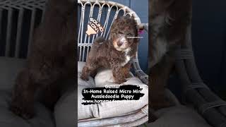 Mini Aussiedoodle Puppy  miniaussiedoodlepuppies puppies puppylife