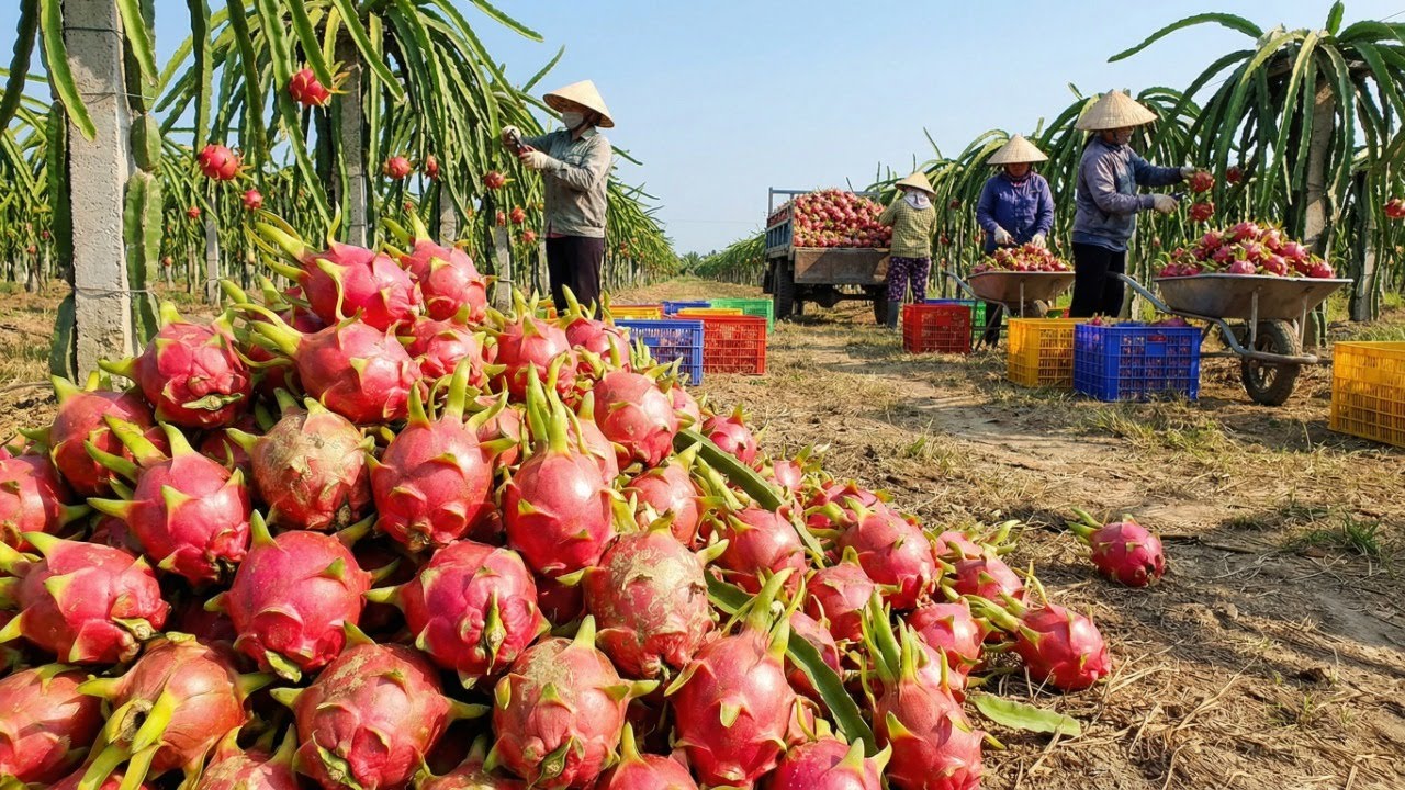 California farms are hiding a SECRET about ENDLESS harvests.