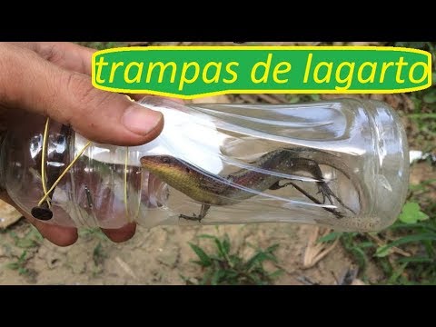 how to make lizard traps - trap lizards using plastic bottles
