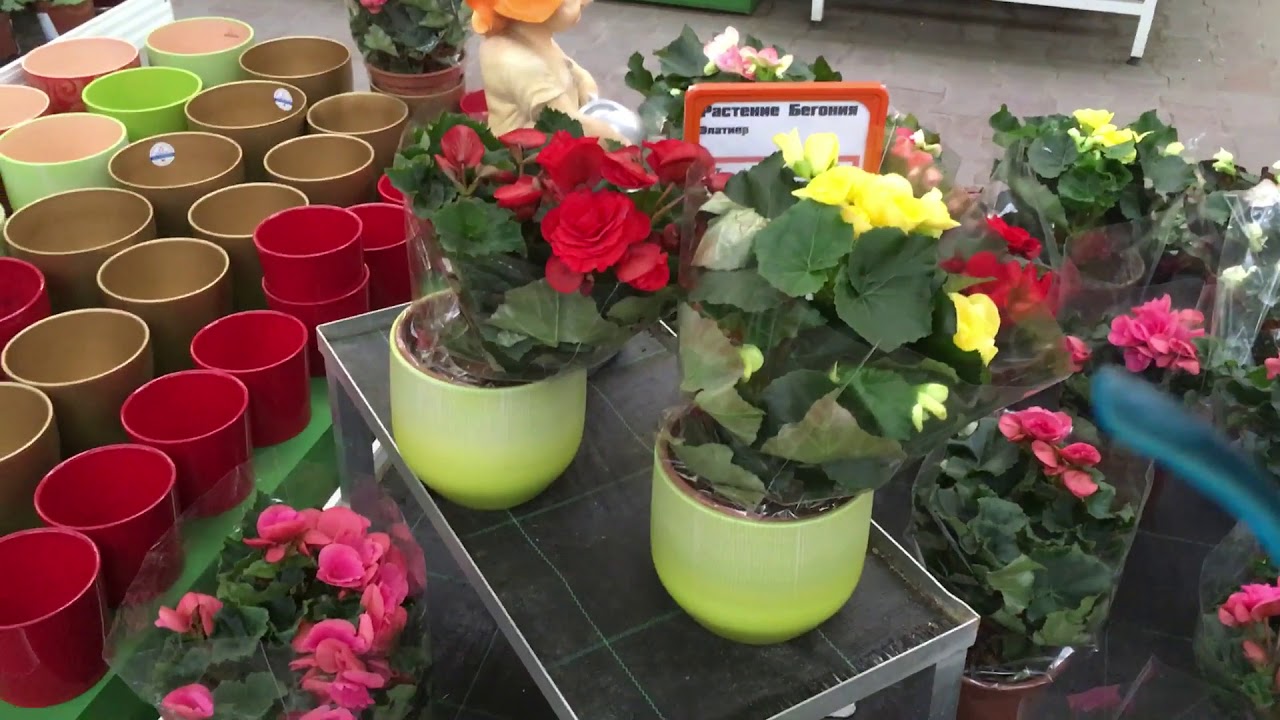 КАК И ОБЕЩАЛА СНОВА ОБИ. КРАСУЛА.