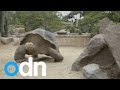 Emerson, the giant Galapagos tortoise moves home to Ohio