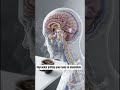 Why Morning Coffee is Secretly Destroying Your Brain! #healthtips #coffee #brainhealth  #guthealth