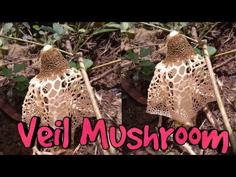 Bridal Veil Stinkhorn Mushroom Youtube Bridal Veil Stinkhorn Mushroom Youtube