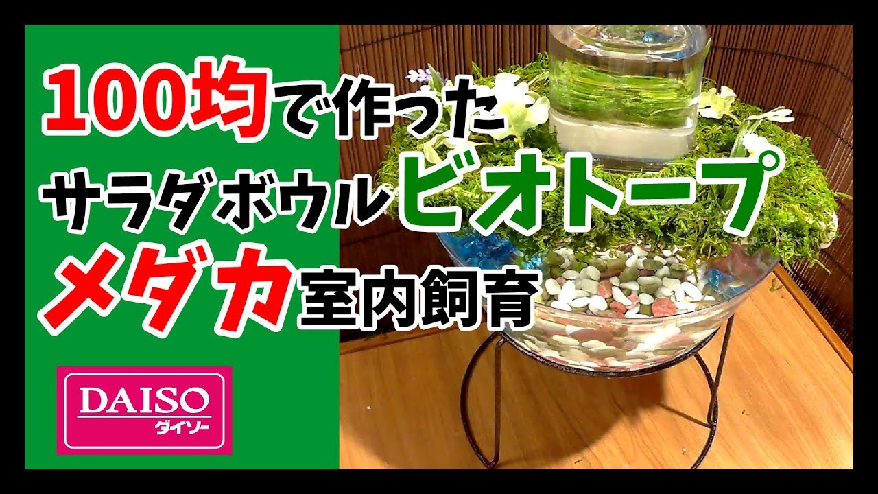 メダカを100均サラダボウルで作ったビオトープで室内飼育diy Japanese Medaka Youtube