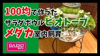 メダカを100均サラダボウルで作ったビオトープで室内飼育DIY【Japanese Medaka】