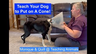 Teaching a Puppy to Put On a Cone Collar | Teaching Animals by Teaching Animals 149 views 9 months ago 5 minutes, 27 seconds