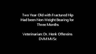2 Year Old Horse With Fractured Hip