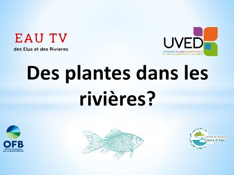 Des plantes dans les rivières ?