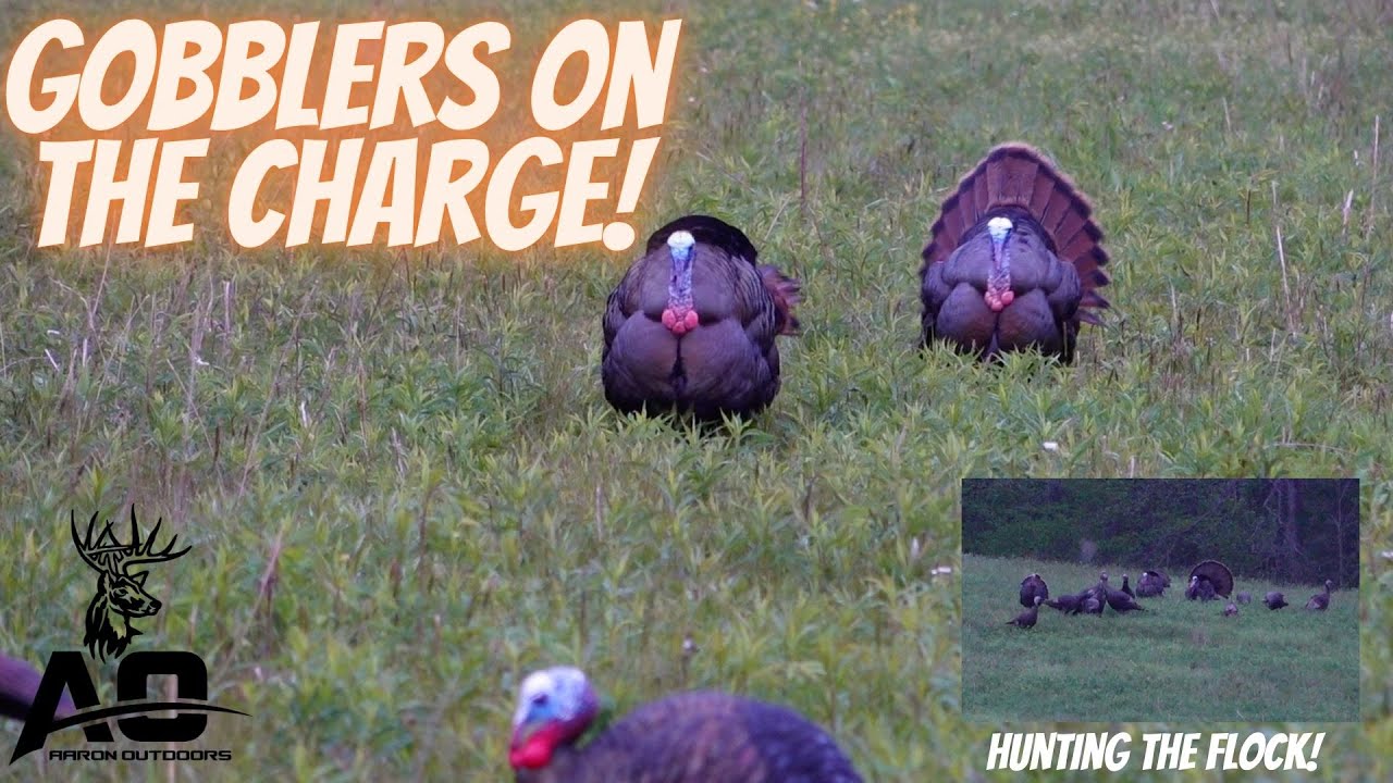GOBBLERS CHARGE DECOY! Hunting Flocked Up Turkeys! Kentucky Turkey