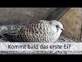 Turmfalken beziehen den Nistkasten - Projekt Nistkastenkamera