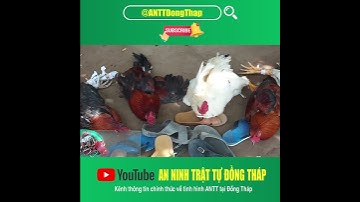 Bắt quả tang 19 đối tượng đá gà ăn tiền