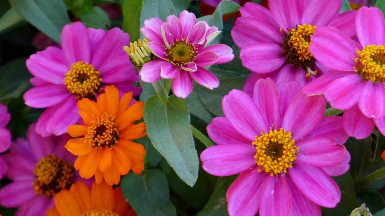 FLOWERS JUST FOR YOU - ERNESTO CORTAZAR - AMOR MIO - YouTube