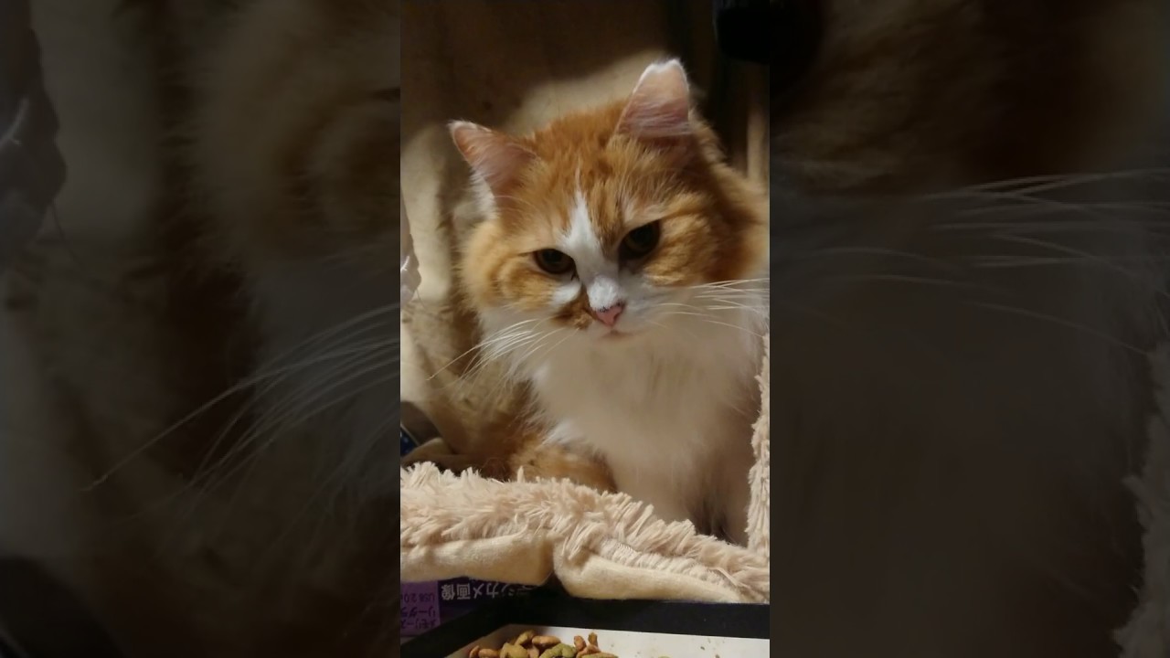 ワイモバイルの猫に似ている モフモカという臆病な猫 Youtube