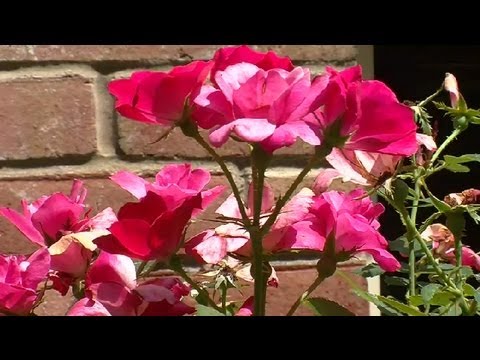How to Use Roses in Landscape Plans : Landscaping Ideas