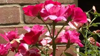 How to Use Roses in Landscape Plans : Landscaping Ideas Subscribe Now: http://www.youtube.com/subscription_center?add_user=Ehowg... Watch More: ...