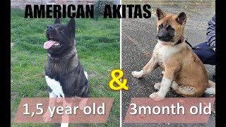 Ice Man a Candy - American Akitas