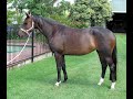 Bellingara fiesta  warmblood mare with ferro bloodines