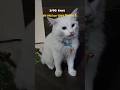डोरी  फेंकने नहीं दूँगा #vlog #minivlog #cat #musicproducer #musicproducer #shortsfeed #shortsfeed