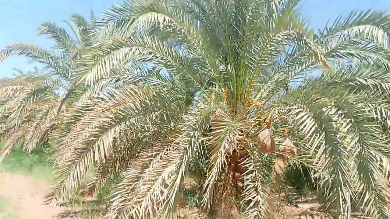 ١١ فدان للبيع ٧٠٠ نخله منزل وزريبه كهرباء