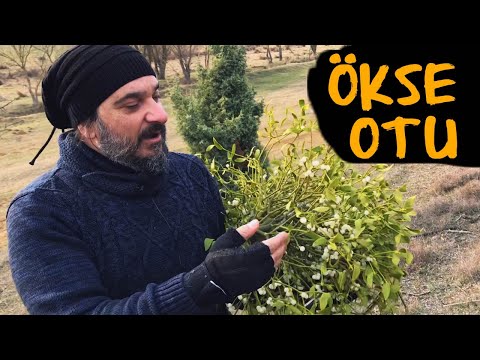 Video: Ökse Otu